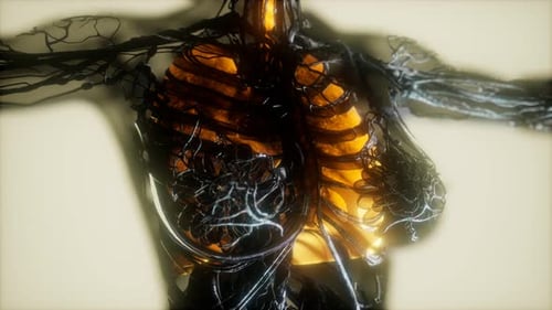 3D Human Torso Anatomy with Glowing Internal Organs Animation