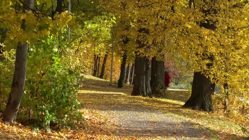 Sunlit Path Through Park in Autumn