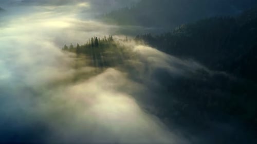 Scenic Mountains and Forest Covered in Morning Fog