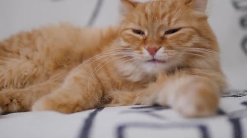 Ginger Cat Licking Paw Close Up