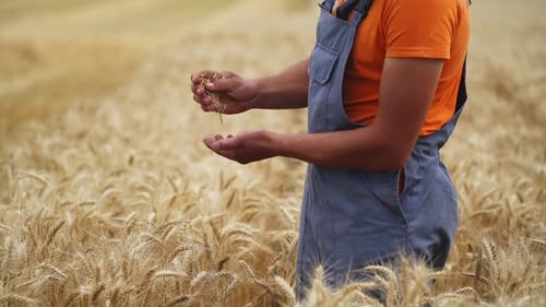 Farmer checks dry wheat in field. Unrecognizible worker in golden field.