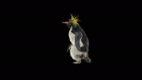 Penguin Dancing 4K