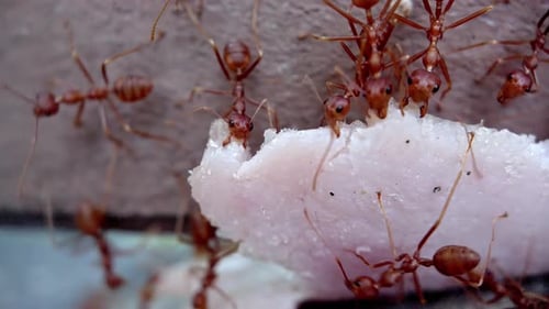 Teamwork Red Ants Carry a Piece of Ham Up the Wall Close Up Macro Photography