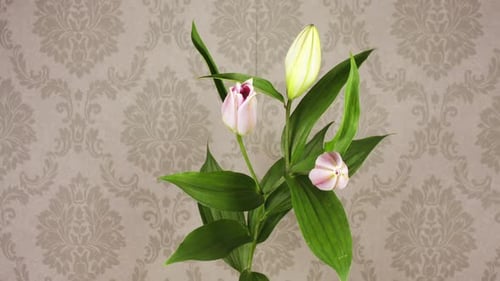 Lily Blossoms Bloom Time Lapse