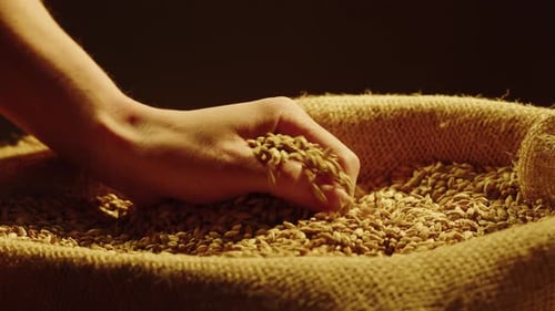 Dry Golden Wheat Closeup