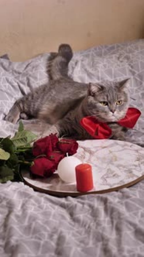 Cute Cat with Valentines Gift