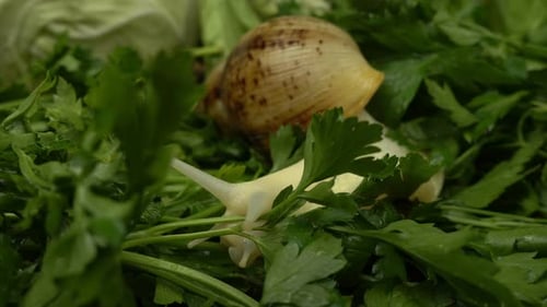 Two Snails Crawling on Fresh Parsley