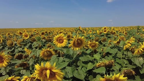 Sunflowers Field in Summer