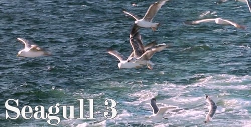 Möwe 3