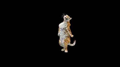 Tiger-Tanz HD