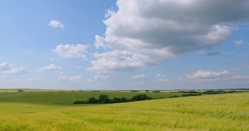 Golden Wheat Field on a Sunny Day
