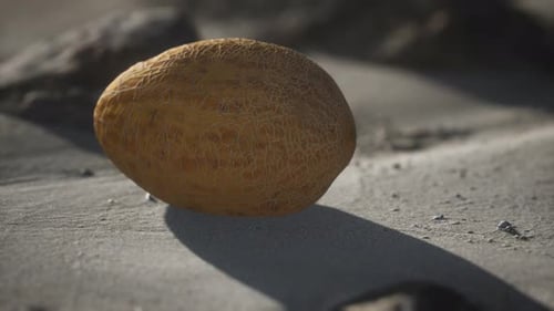 Desert Melone am Sandstrand