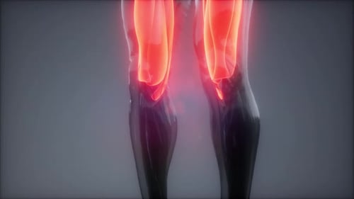 Thigh Muscles - Visible Muscle Anatomy Map