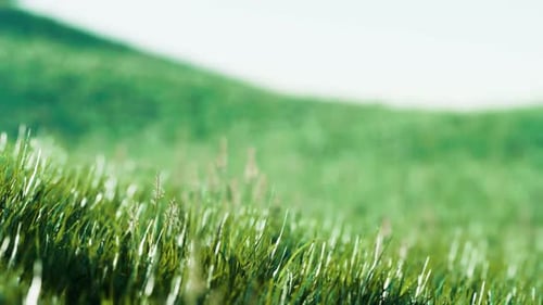 Grünes frisches Gras als schöner Hintergrund