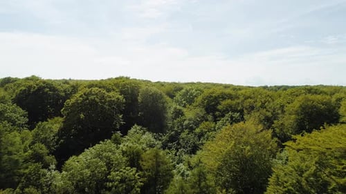 Pull Away Drone Shot of Forest Trees and Majestic Ocean Horizon Under Blue Sky