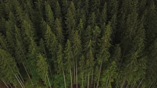 Nature aerial shot, flying over pine tree forest in Carpates, Ukraine. Treetops