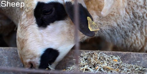 Sheep