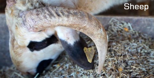 Sheep 2