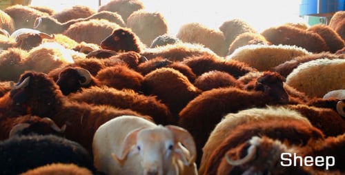 Sheep 3