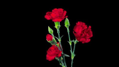 Bold Red Carnations Blooming on Black Background