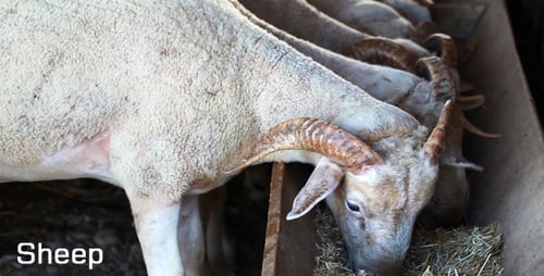 Sheep