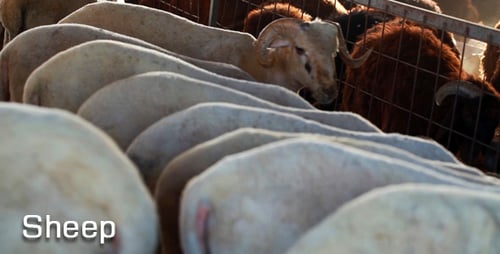 Sheep