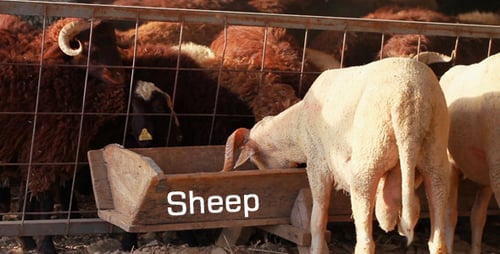Sheep
