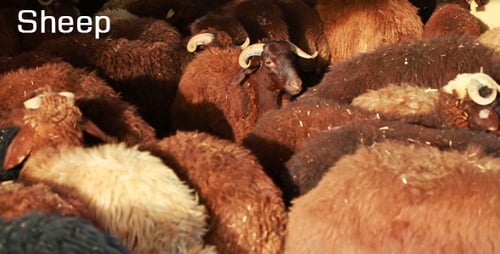 Sheep