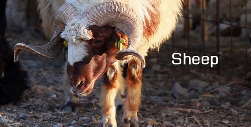Sheep