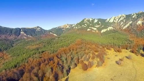Fly Over Colorful Autumn Forest