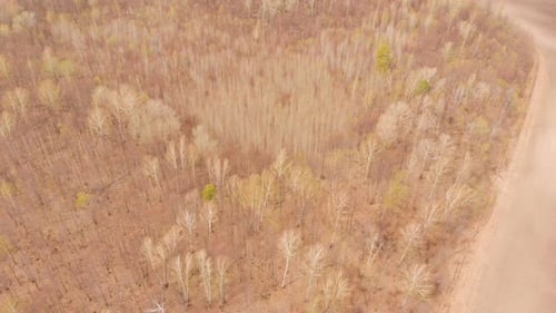 Spring Forest