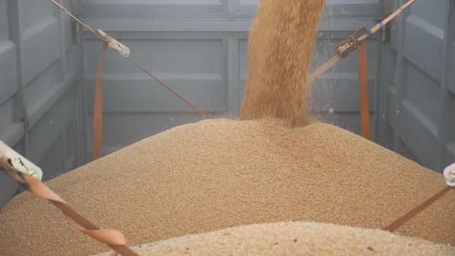 Combine Loading Wheat Grains in Truck After Harvesting. Close Up Pouring of Fresh Rye Into Trailer