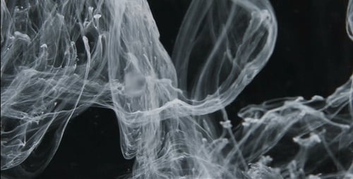 Abstract White Plumes Flowing on Black Background