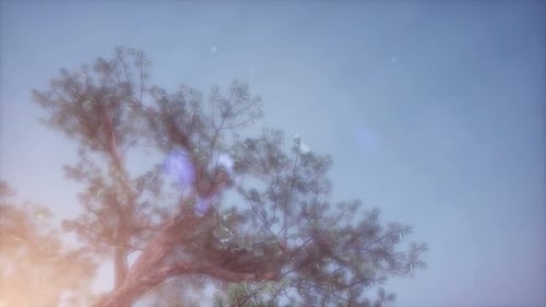 Sun Beams Through Trees