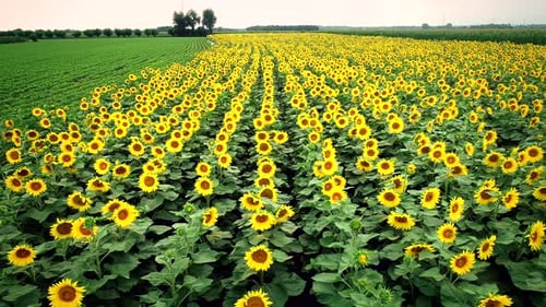 Vue aérienne de rangées de tournesol et de maïs dans les champs.