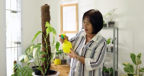 Asian Senior woman watering for green house indoor plant. Retired hobby and activity.