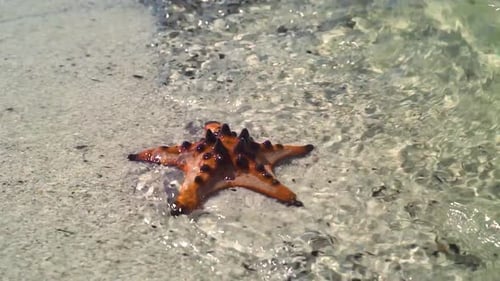 Ein Seestern, der an der weißen Sandküste mit welligem, sauberem und transparentem Wasser liegt.