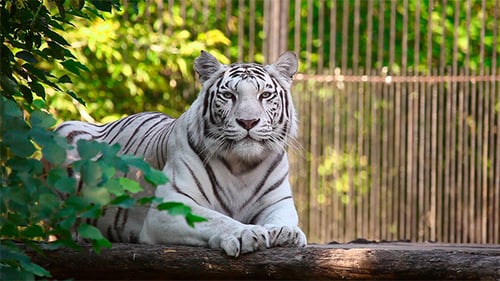 White tigress