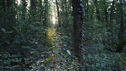 In the Forest