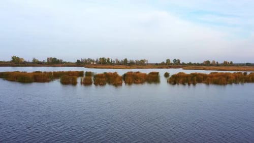 Peaceful Drone Shot of Lake with Reeds
