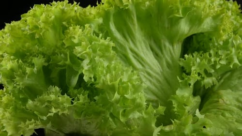 fresh green lettuce leaves