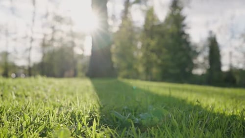 Un soleil éclatant illumine un arbre du parc projetant une ombre