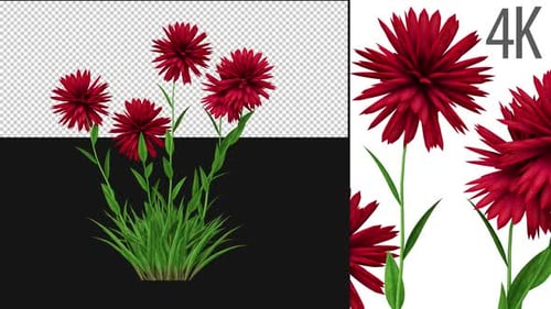 Realistic 3D Red Flowers Growing Animation
