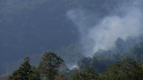 Burning In Forest