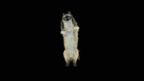 Katze jubelt HD