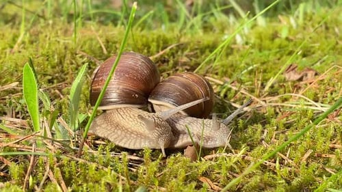 Snails crawl in the grass like in the forest