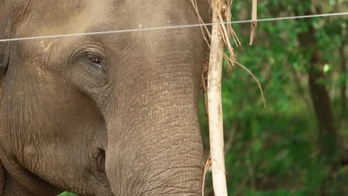 Elephant in Sri Lanka