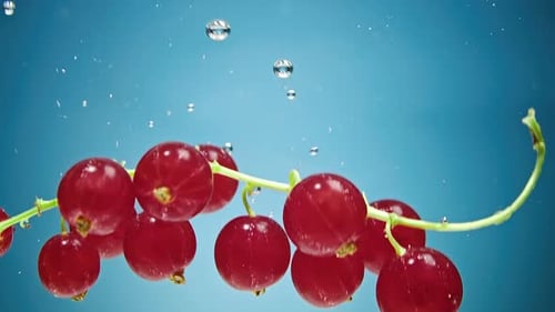 Red Currant Berry Twig Falls