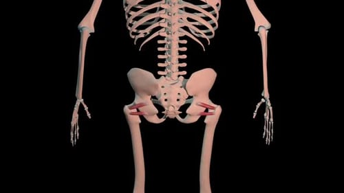 Gemellus Superior And Inferior Muscles Full Roration Loop