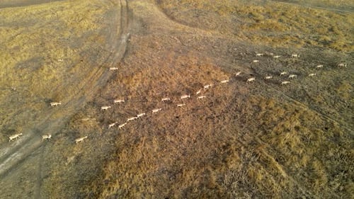 Wild Saiga Antelope Running. Herd of Antelope Running on Steppes To River. Hdr Slow Motion
